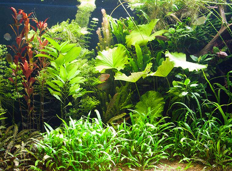 Kann Man Zu Viele Pflanzen Im Aquarium Haben?