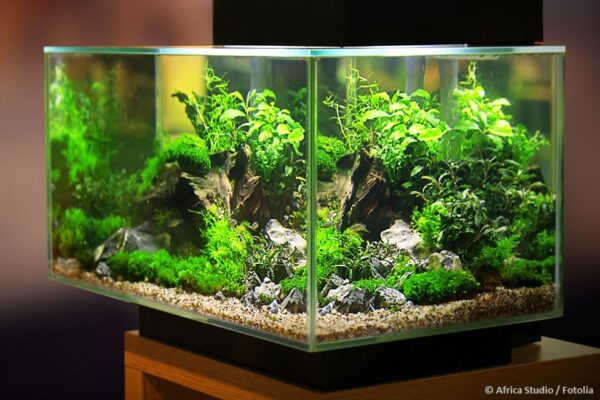 kann man zu viele pflanzen im aquarium haben 5