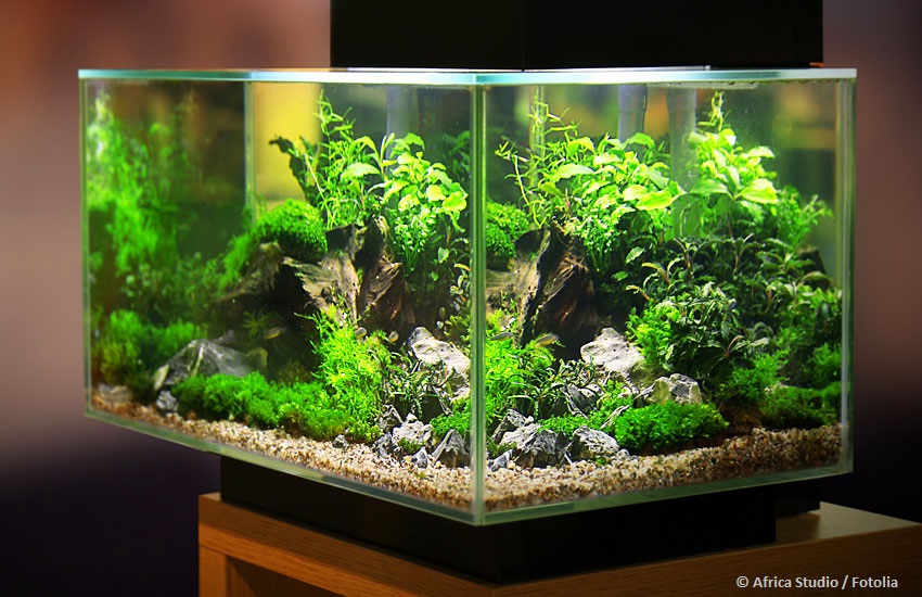 kann man zu viele pflanzen im aquarium haben 5