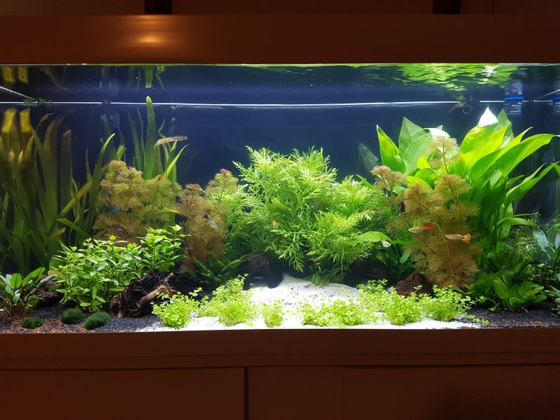 Kann Man Zu Viele Pflanzen Im Aquarium Haben?