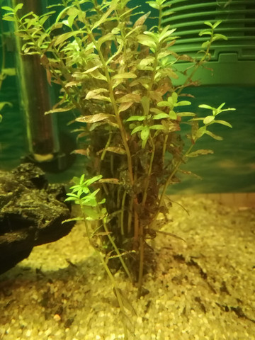 Warum Sterben Die Pflanzen In Meinem Aquarium Ab?