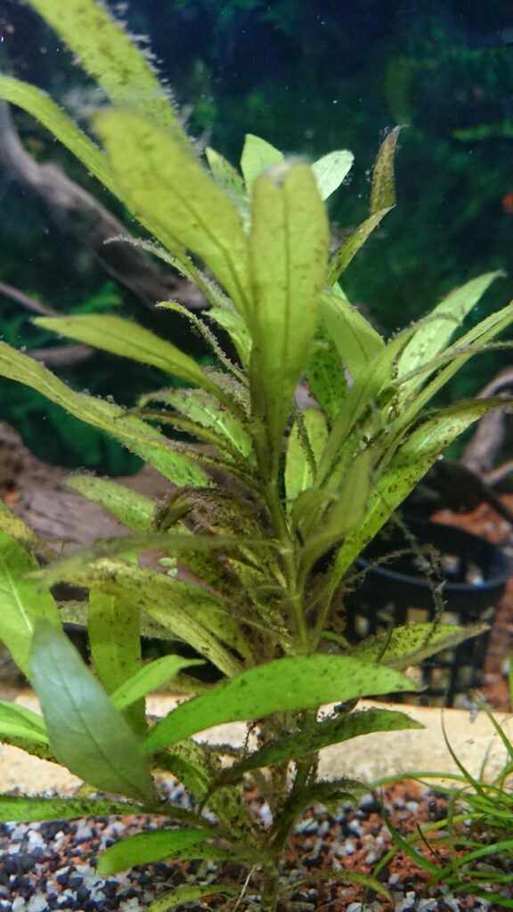 Warum Sterben Die Pflanzen In Meinem Aquarium Ab?