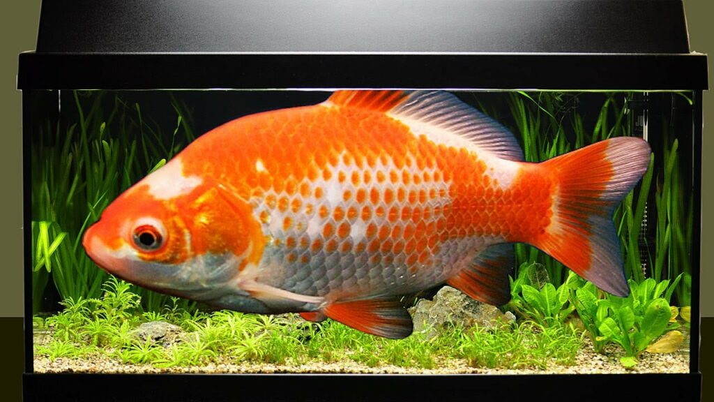 Wie Viele Goldfische Passen In Ein 50-Liter-Aquarium?