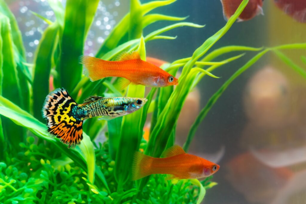 wie viele goldfische passen in ein 50 liter aquarium 3