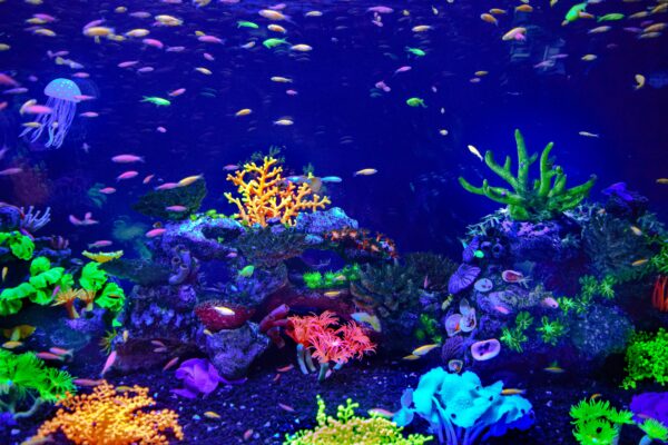 wo ist der beste ort fur ein aquarium 6