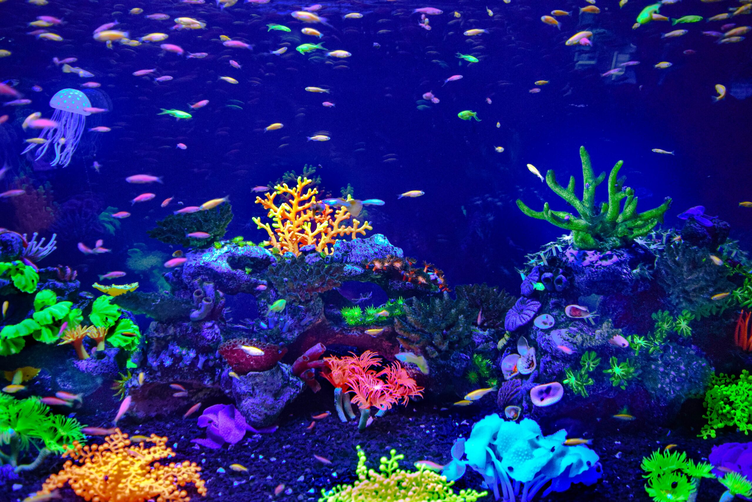 wo ist der beste ort fur ein aquarium 6 scaled