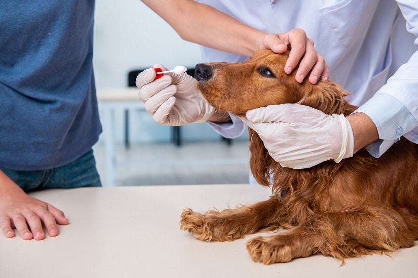 Wie Führt Man Einen DNA-Test Beim Hund Durch?